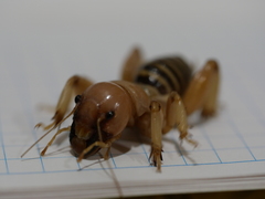 Ammopelmatus monahansensis