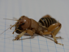 Ammopelmatus monahansensis