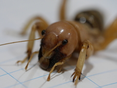 Ammopelmatus monahansensis