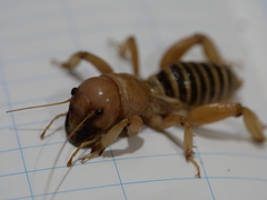Ammopelmatus monahansensis