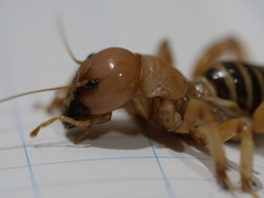 Ammopelmatus monahansensis