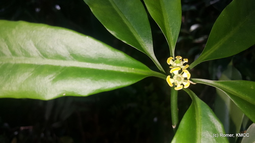 Euphorbia pachysantha image