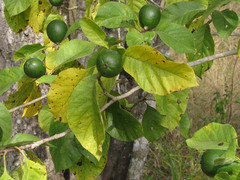 Genipa