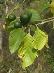 Genipa