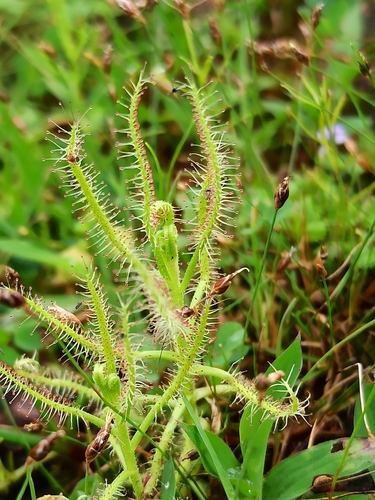 Drosera indica