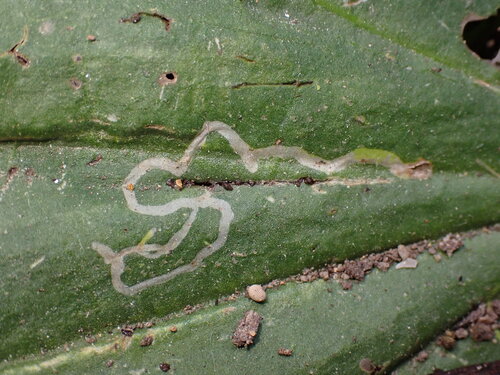 Phytomyza griffithsi