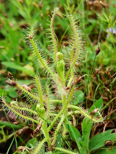 Drosera indica