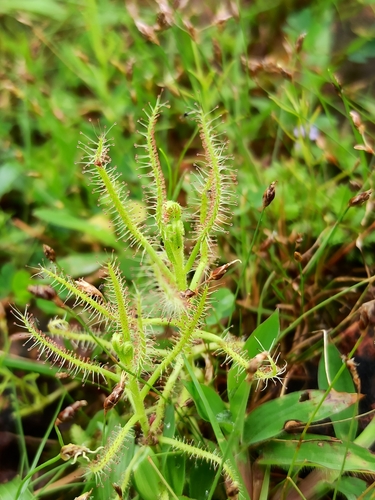 Drosera indica