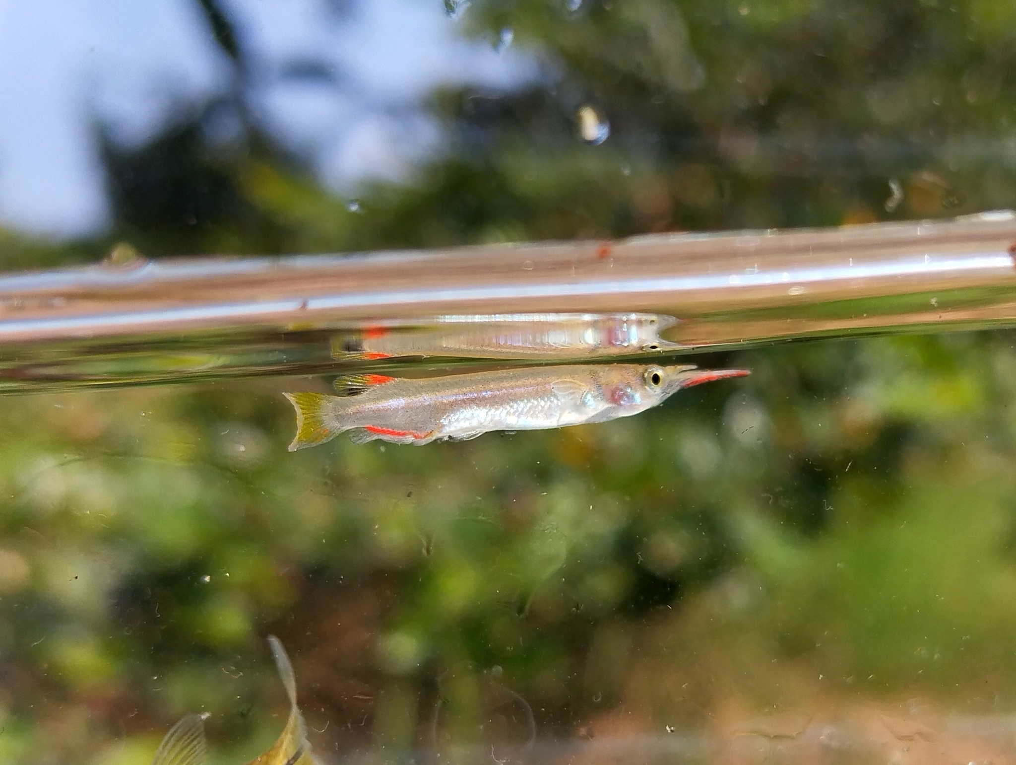 Sumatra Halfbeak photo 4