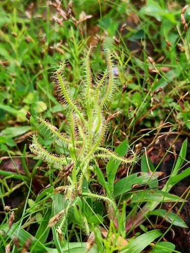 Drosera indica