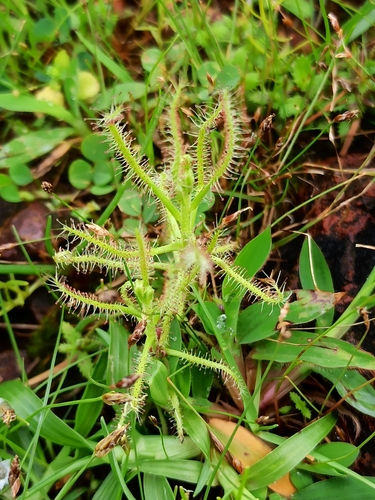 Drosera indica