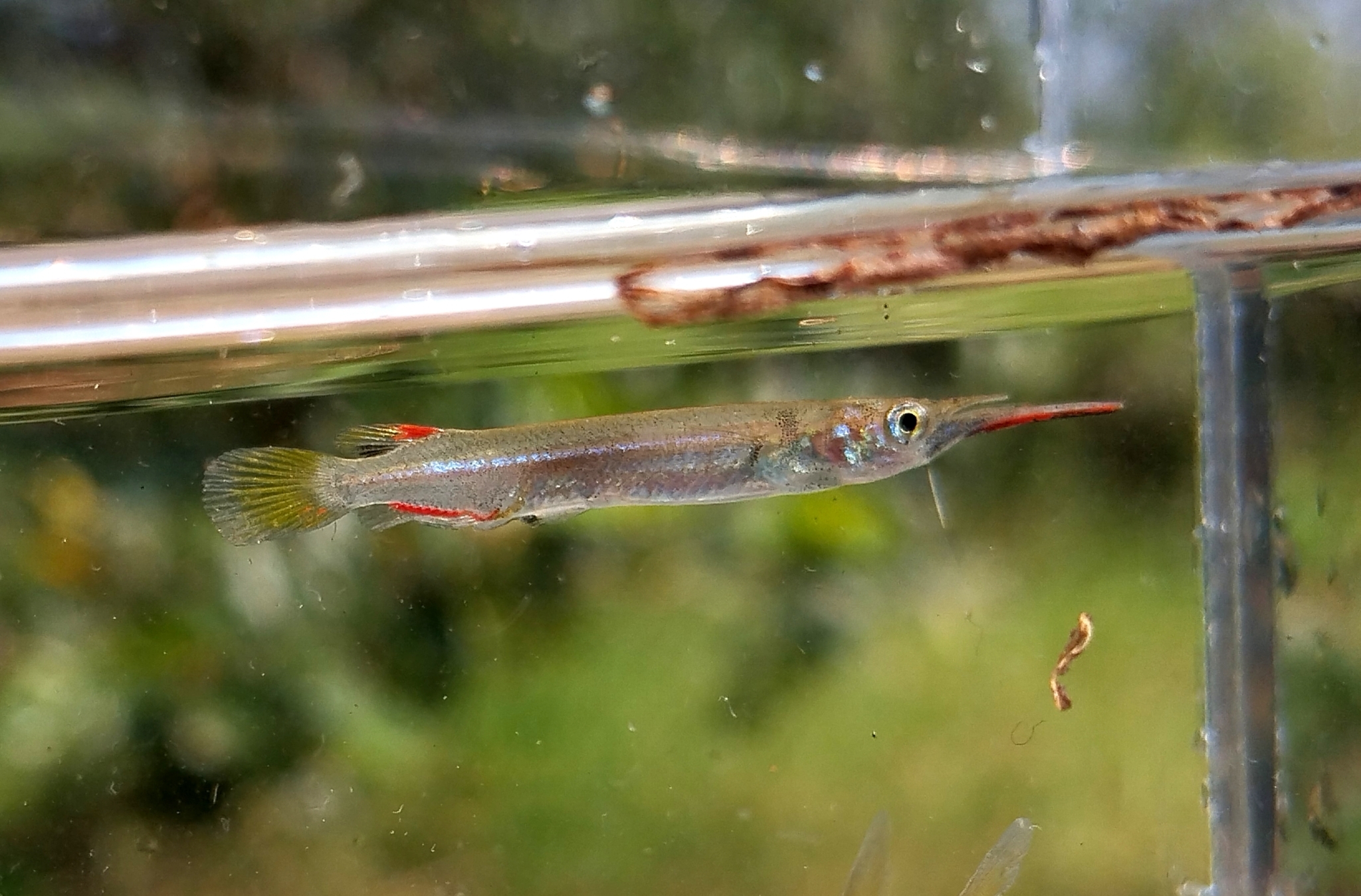 Sumatra Halfbeak photo 5