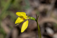 Diuris chryseopsis