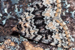 Dichromodes disputata