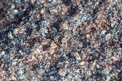 Dichromodes disputata