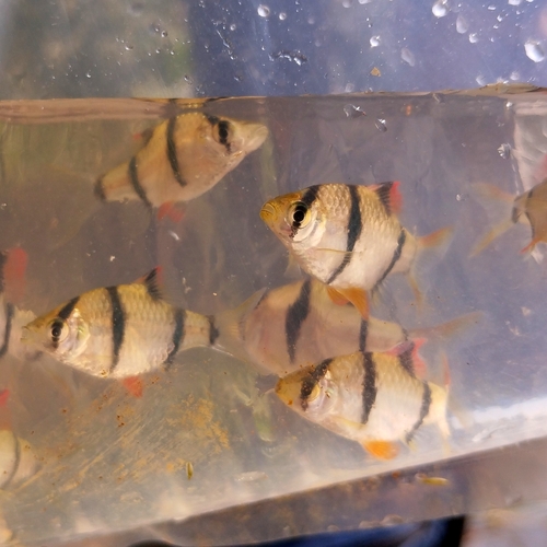 Tiger barb (Puntigrus tetrazona) — Cyprinidae — 5