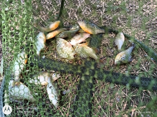 Pumpkinseed