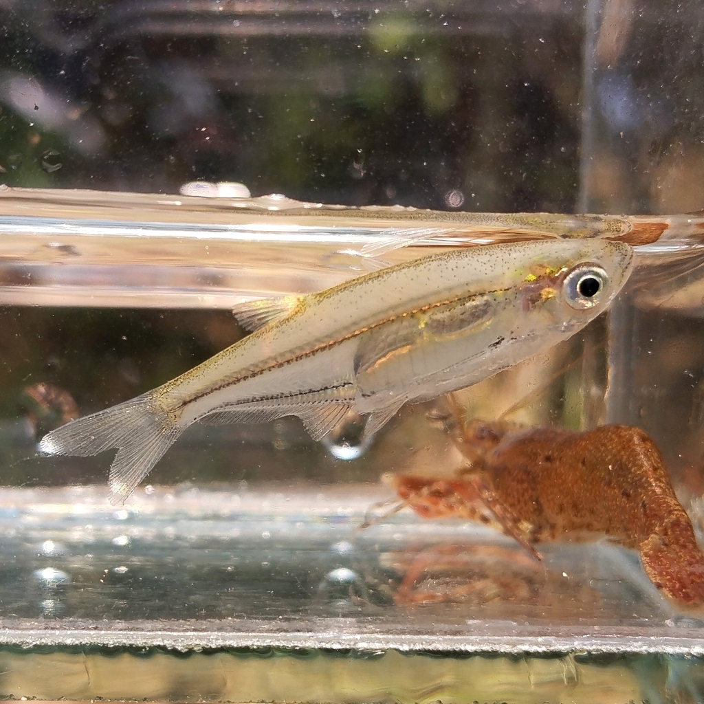 Parachela hypophthalmus (Parachela hypophthalmus)