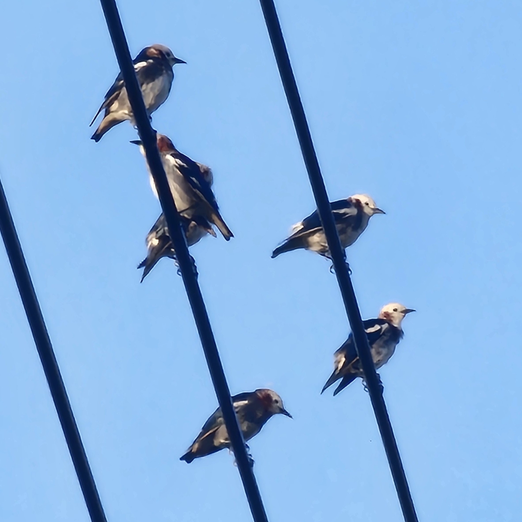 Chestnut-cheeked Starling