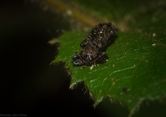 Octotoma scabripennis