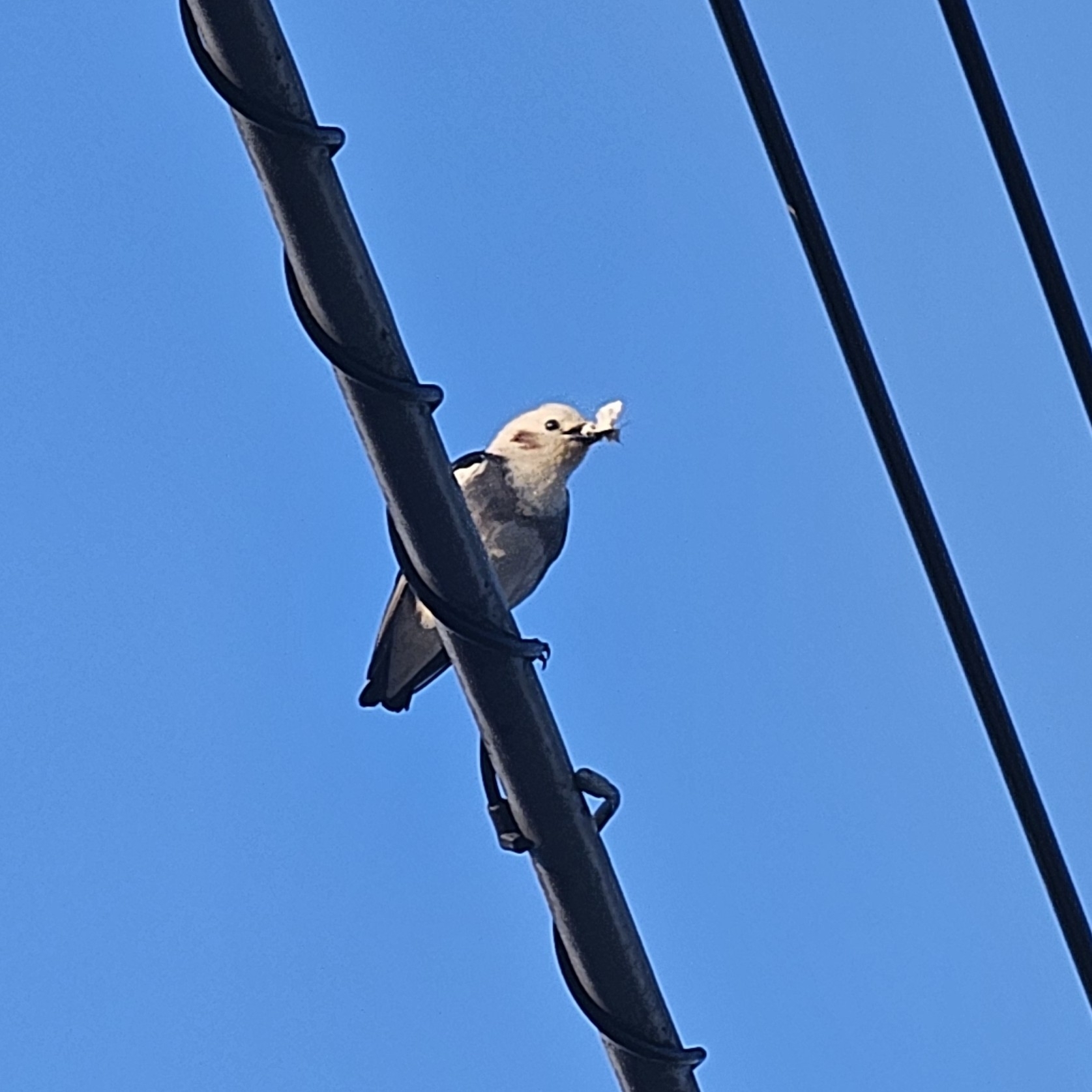 Chestnut-cheeked Starling