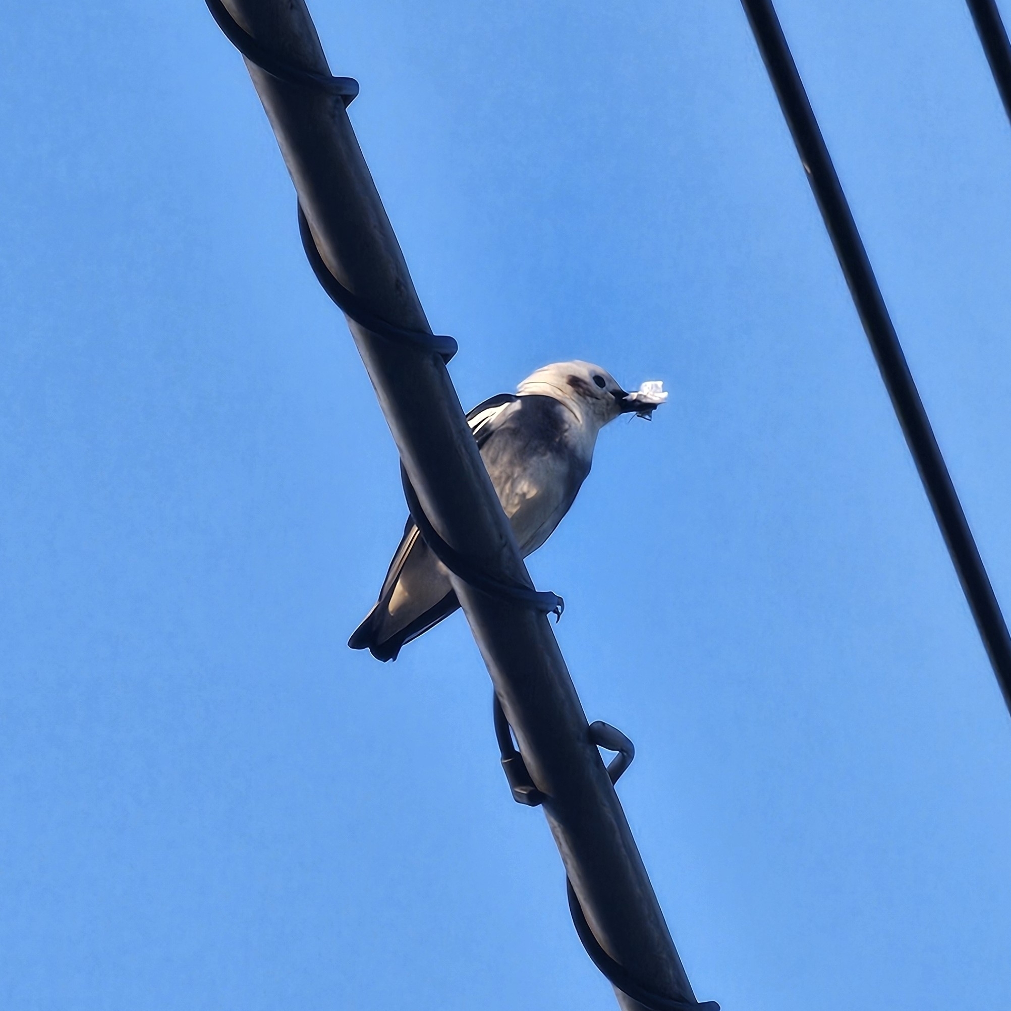 Chestnut-cheeked Starling