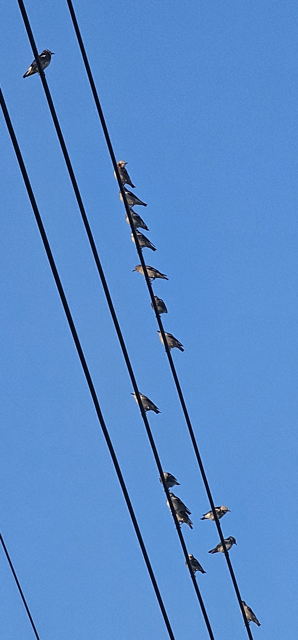 Chestnut-cheeked Starling