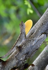 Anolis jubar oriens