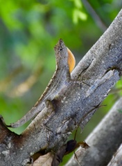 Anolis jubar oriens