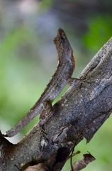Anolis jubar oriens
