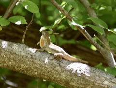 Anolis jubar oriens