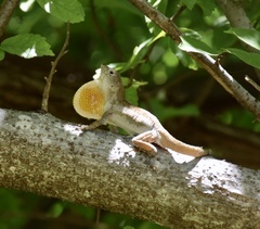 Anolis jubar oriens
