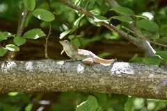 Anolis jubar oriens