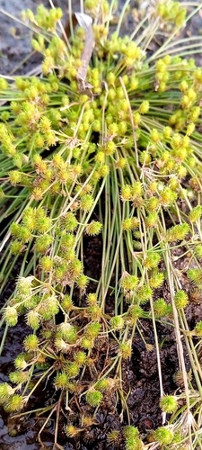Fimbristylis dipsacea iNat (3)