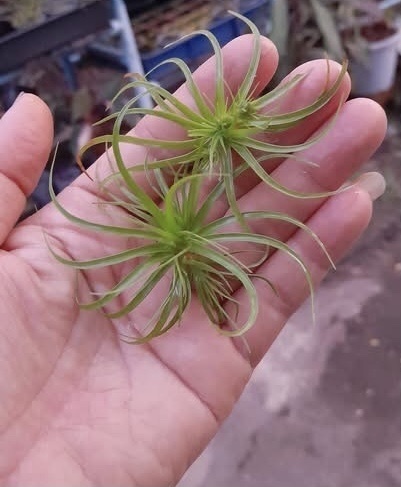 Fimbristylis fimbristyloides iNat (2)