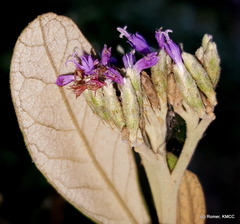 Oliganthes triflora