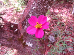 Cosmos crithmifolius