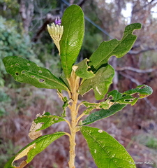 Oliganthes triflora