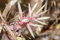 Tillandsia streptophylla