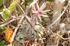 Tillandsia streptophylla