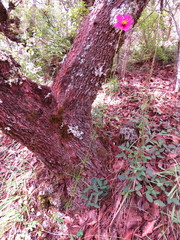 Cosmos crithmifolius