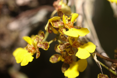 Trichocentrum ascendens