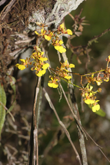 Trichocentrum ascendens