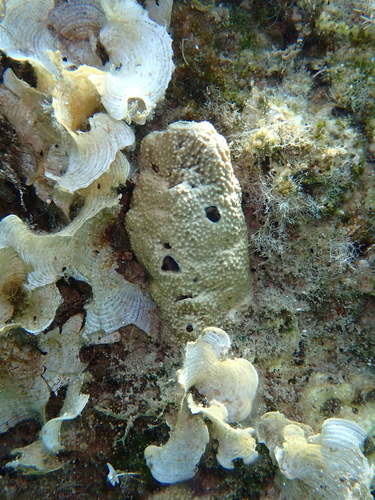 stinker sponge