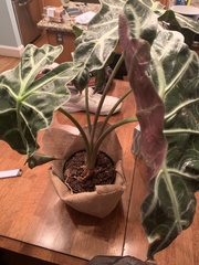 Alocasia amazonica
