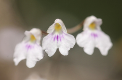 Ionopsis utricularioides