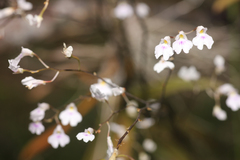 Ionopsis utricularioides