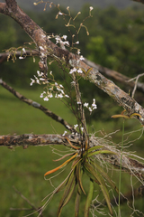 Ionopsis utricularioides