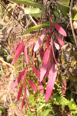 Pseudorhipsalis ramulosa