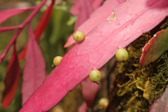 Pseudorhipsalis ramulosa